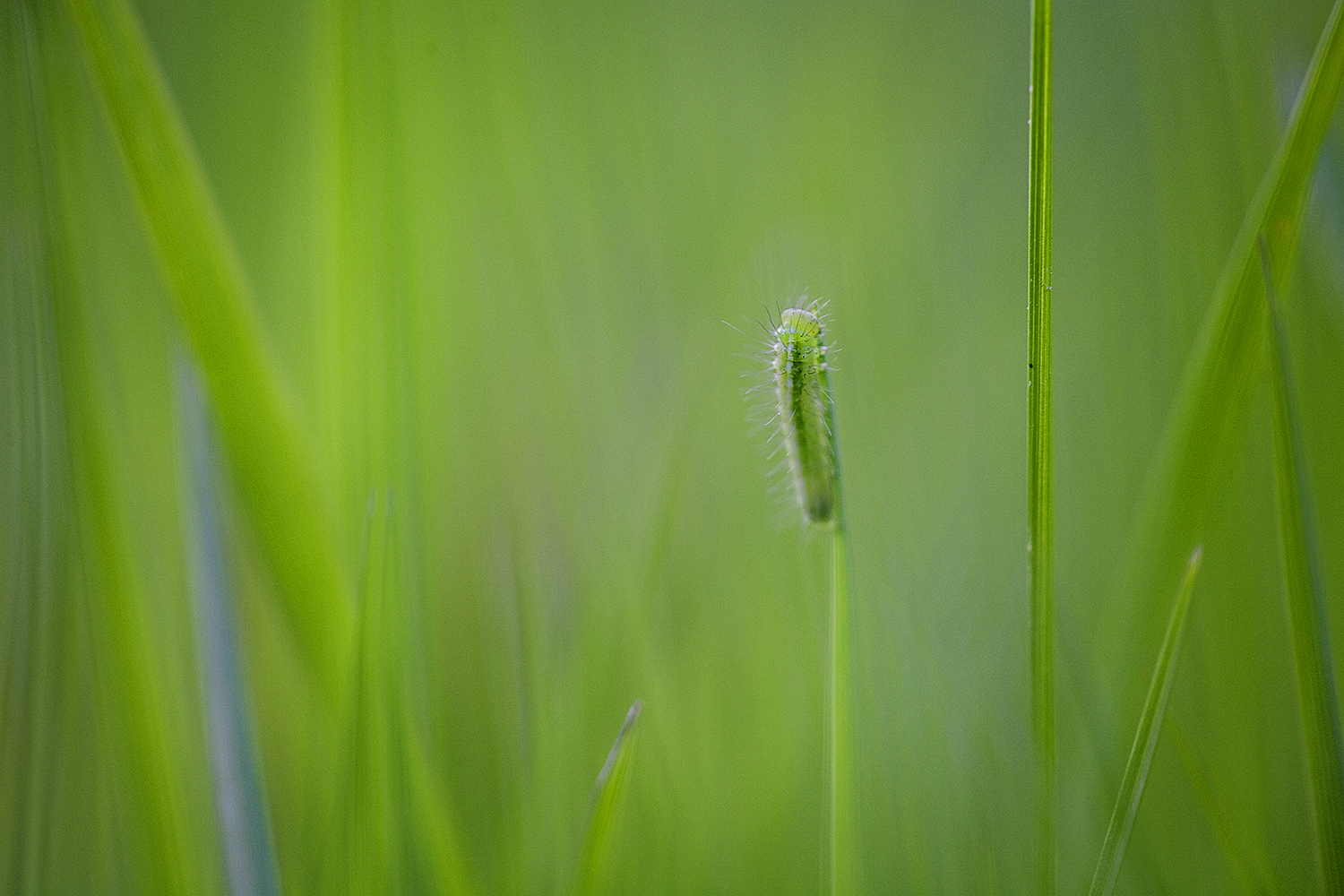 placeholder image-sq