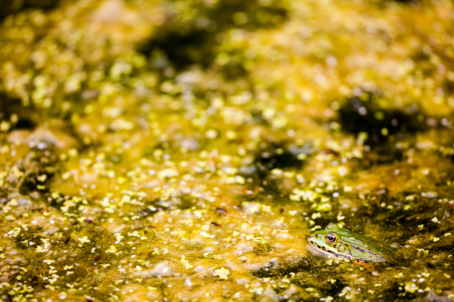 placeholder image-sq